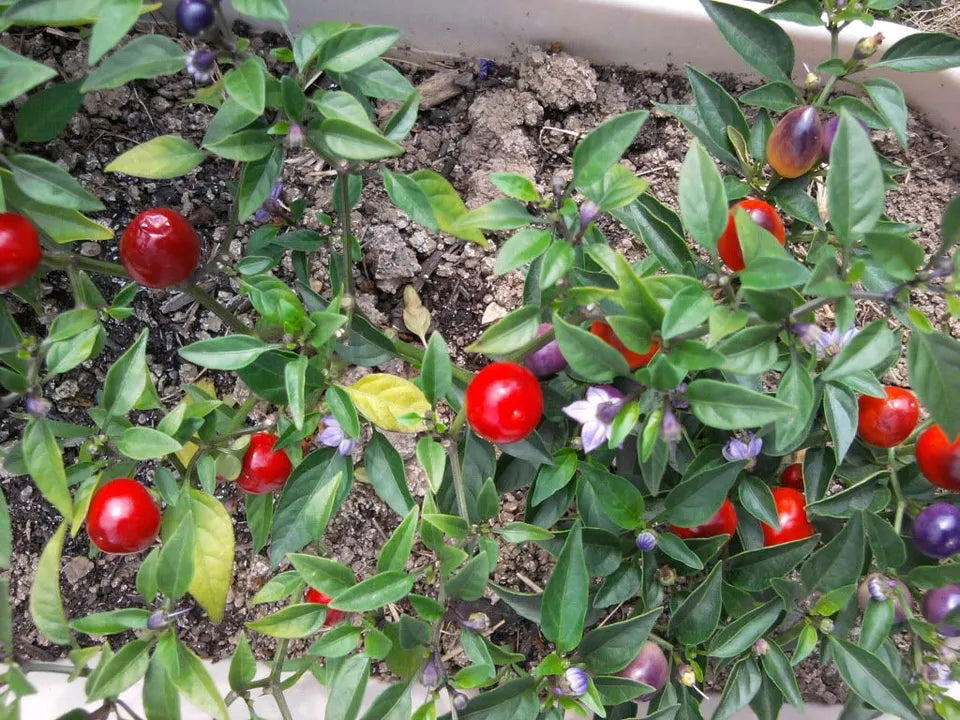 20 Filius Blue Pepper Capiscum Annuum Christmas Pepper Vegetable Seeds | www.seedsplantworld.com