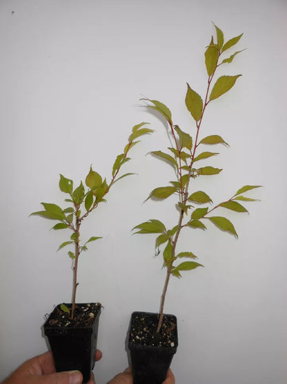 Okame Flowering Cherry Tree Live Plant In A 3" Pot 6-12" In Height | www.seedsplantworld.com