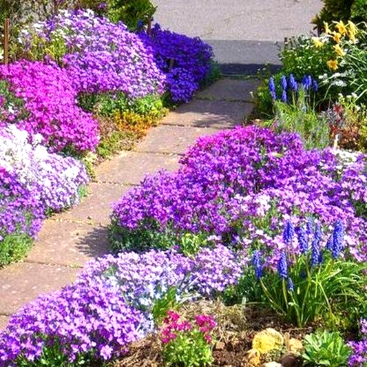 1000 Rock Cress Royal Hummingbird Spring Mix Ground Cover Deer Resistant Flower Seeds | www.seedsplantworld.com