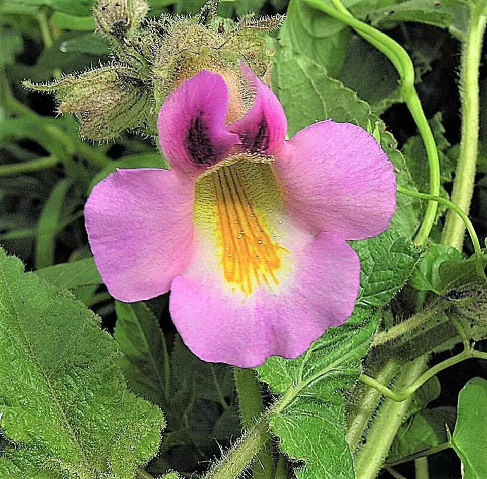 10 Dwarf Unicorn Plant Devil'S Claw Horn Proboscidea Pink & Yellow Flower Seeds | www.seedsplantworld.com