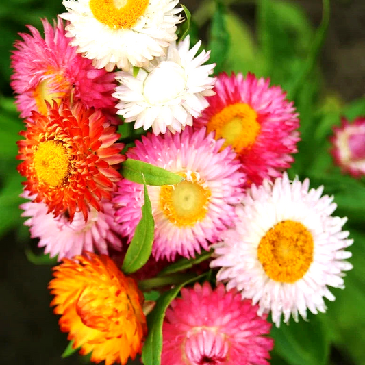 50 Strawflower Spring Mix Daisy Perennial Rare Drought Heat Tolerant Flower Seeds | www.seedsplantworld.com