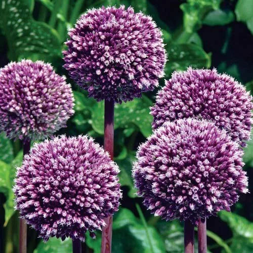 2 Allium Flower Bulbs Summer Drummer 6" Purple & White Blooms Onion Lily Bulbs Plant