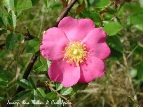 25 Pink Swamp Rose Rosa Palustris Flower Shrub Bush Seeds | www.seedsplantworld.com