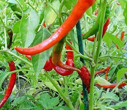 30 (8 Inch) Long Red Thin Hot Pepper Chili Erjintiao Chinese Hot Pepper Vegetable Seeds | www.seedsplantworld.com