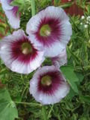 25 Lavender & Purple Hollyhock Alcea Rosea Flower Seeds | www.seedsplantworld.com