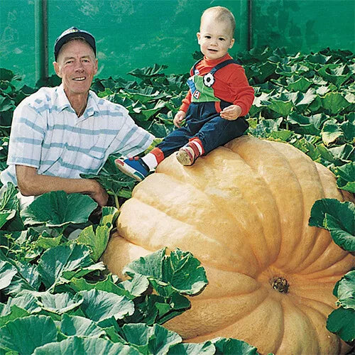 5 Dill's Atlantic Giant Pumpkin Seeds Non-GMO Vegetable Seeds | www.seedsplantworld.com