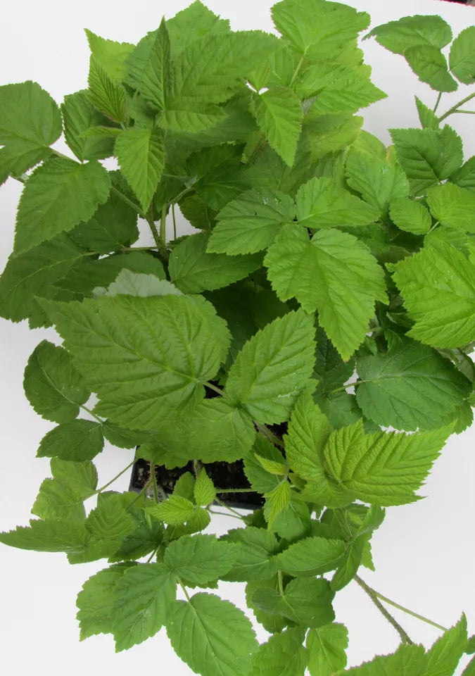 1 - 12 Heritage Raspberry Starter Plants - Ever Bearing - Dark Red Berries Fruit Plants | www.seedsplantworld.com