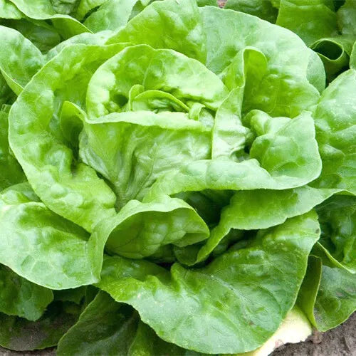 500 White Boston Lettuce Seeds Non-GMO Vegetable Seeds | www.seedsplantworld.com