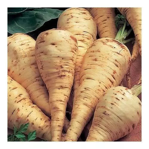 1000 Parsnip Improved Hollow Crown Pastinaca Sativa Vegetable Seeds | www.seedsplantworld.com