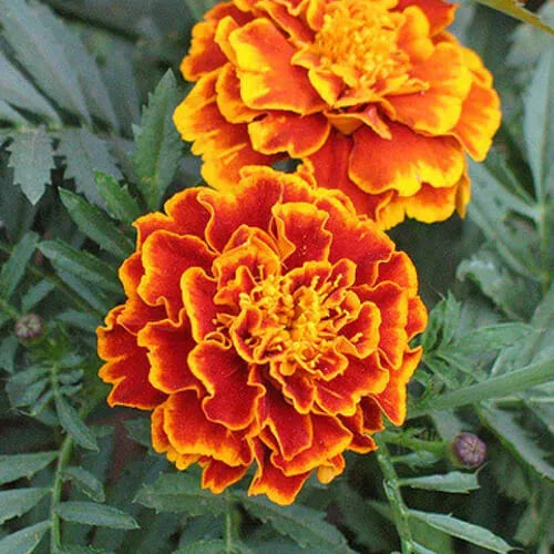 175 Sparky Mix Marigold Seeds Non-GMO Flower Seeds | www.seedsplantworld.com