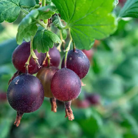 Black Velvet Gooseberry (10" - 20" Tall) Sweet Near Blueberry Flavor Berries Fruit Plants | www.seedsplantworld.com