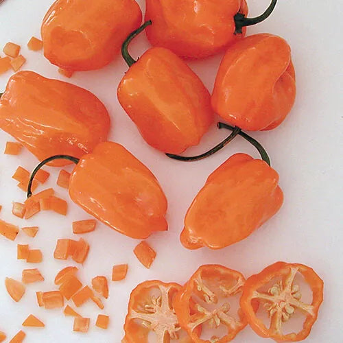 20 Orange Habanero Pepper Seeds Heirloom Non-GMO Vegetable Seeds | www.seedsplantworld.com