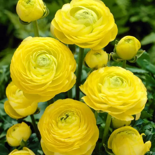 25 Ranunculus Yellow Shades Bulbs Plants