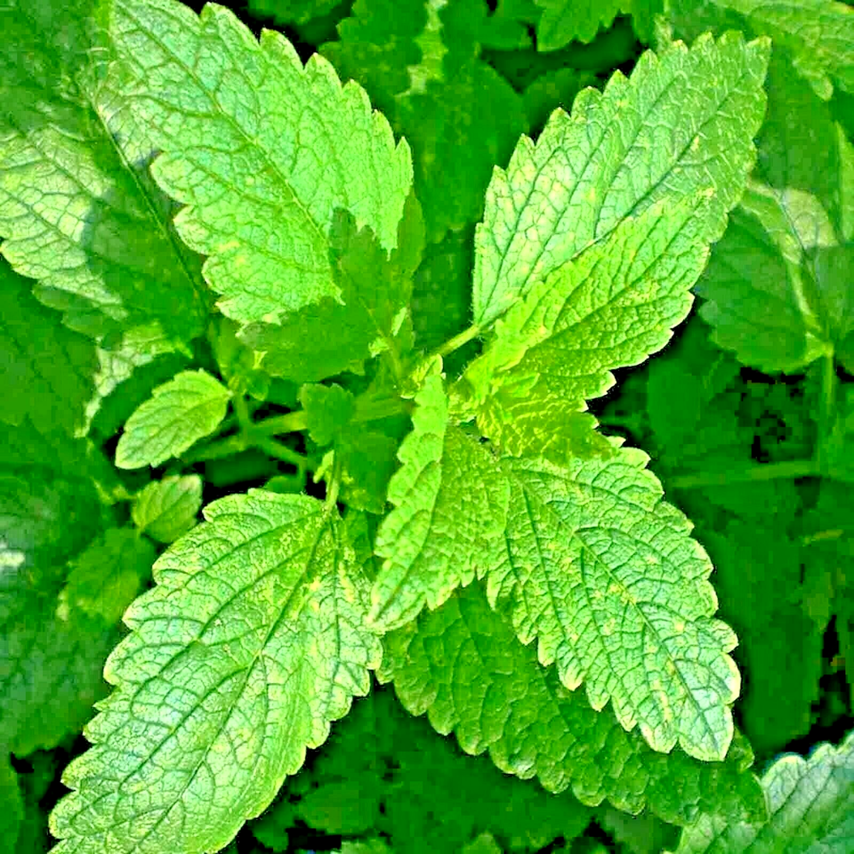 1500 Lemon Balm Citronella Perennial Mosquito Insect Repellent Non-Gmo Flower Seeds | www.seedsplantworld.com