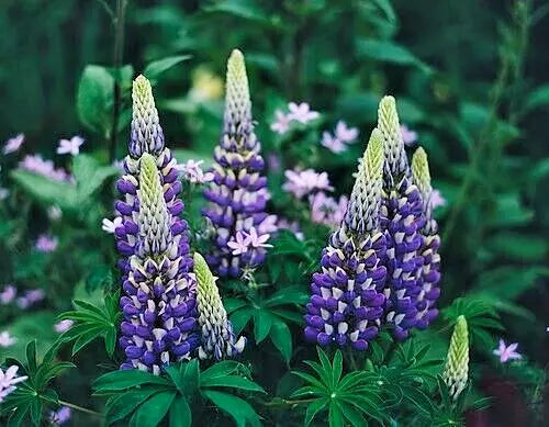 Tall Blue And White Lupine 50 Seeds | www.seedsplantworld.com