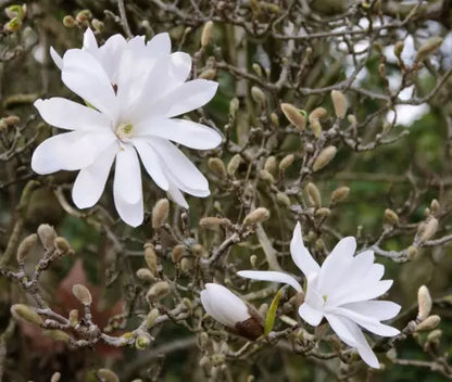 Star Magnolia Shrub Potmagnolia Stellata Live Plant 4"