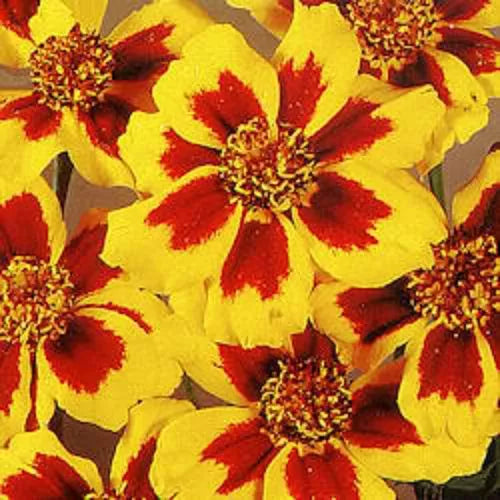 400 Dainty Marietta French Marigold Tagetes Patula Flower Seeds | www.seedsplantworld.com