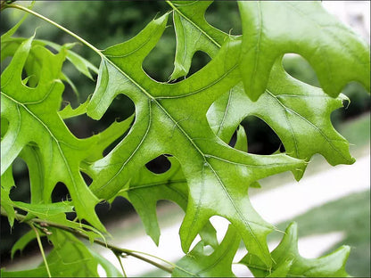 Pin Oak Tree (Quercus Palustris) Live Plant  12-18" In A Qt Pot