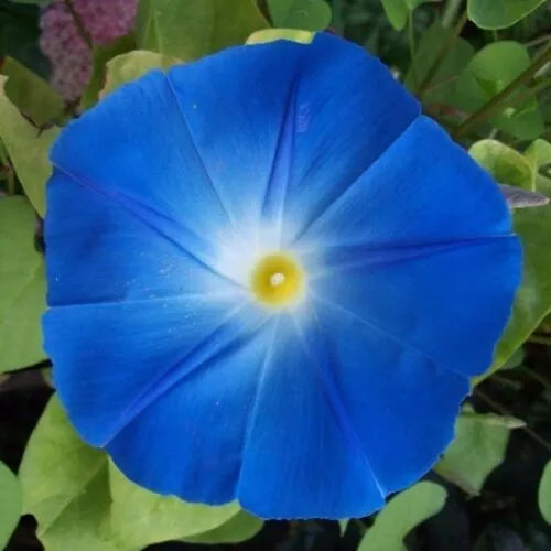 50 Heavenly Blue Morning Glory Seeds Non-GMO Flower Seeds | www.seedsplantworld.com