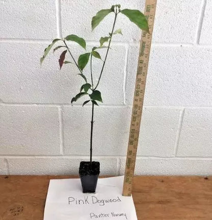 Pink Dogwood Tree Live Plant 8-12" Tall 2.5" Pot | www.seedsplantworld.com