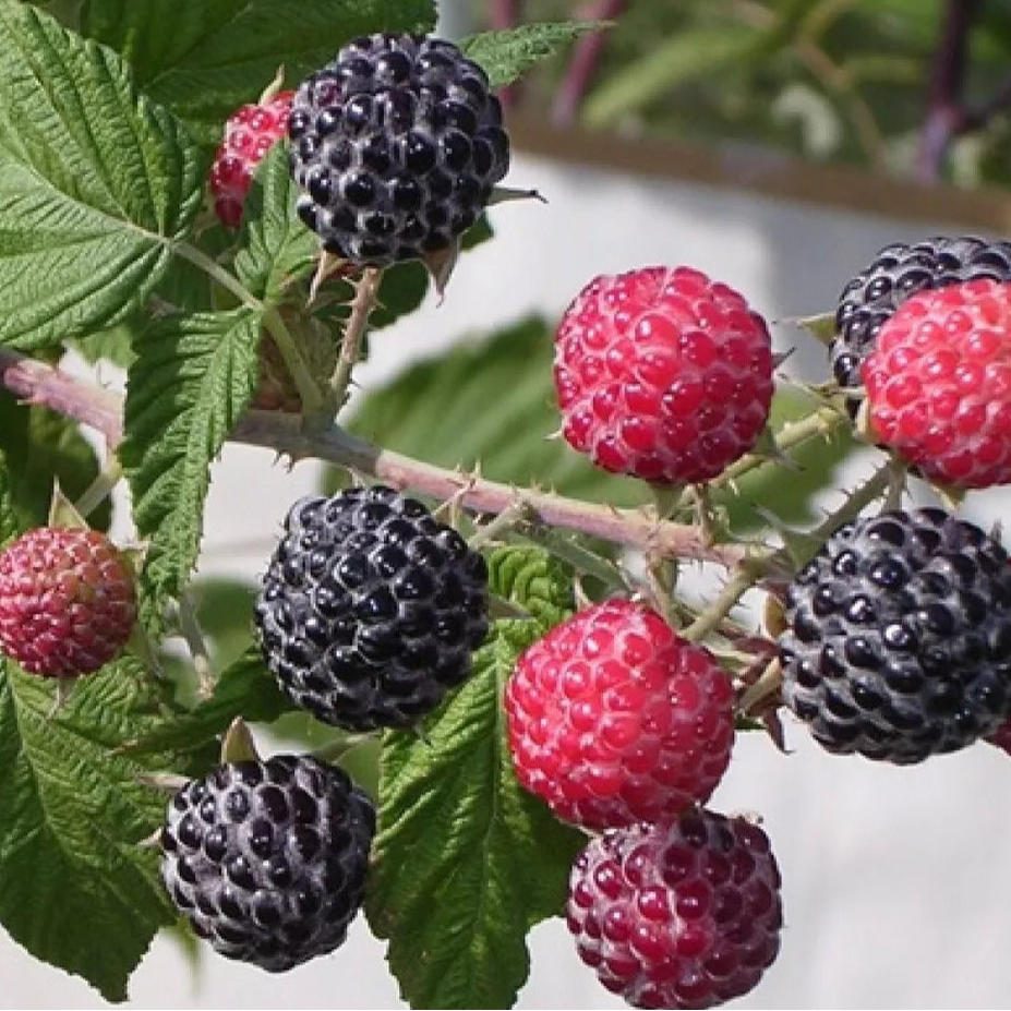 Jewel Black Raspberry 1 Year Potted Fruit Plants | www.seedsplantworld.com