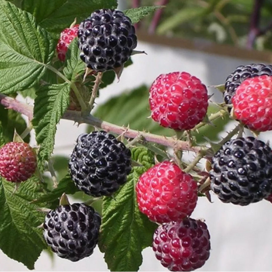 Jewel Black Raspberry 1 Year Potted Fruit Plants | www.seedsplantworld.com