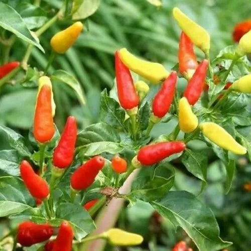 30 Tabasco Pepper Seeds Non-GMO Vegetable Seeds | www.seedsplantworld.com