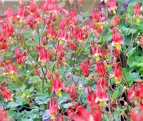 Western Red Columbine, 200 Seeds