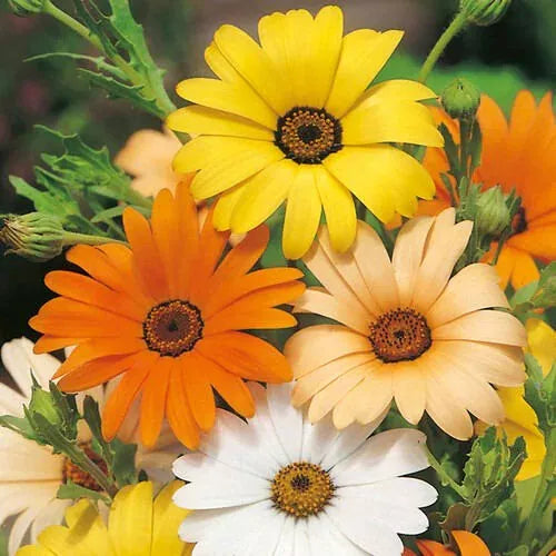 100 African Daisy Seeds Non-GMO Flower Seeds | www.seedsplantworld.com