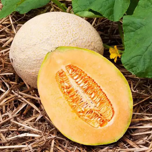 20 Hales Best Jumbo Cantaloupe Seeds Heirloom Non-GMO Fruit Seeds | www.seedsplantworld.com