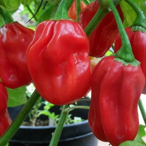 20 Red Habanero Pepper Seeds Heirloom Non-GMO Vegetable Seeds | www.seedsplantworld.com