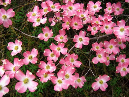 Pink Dogwood Tree Live Plant 10-16" Tall Quart Pot | www.seedsplantworld.com