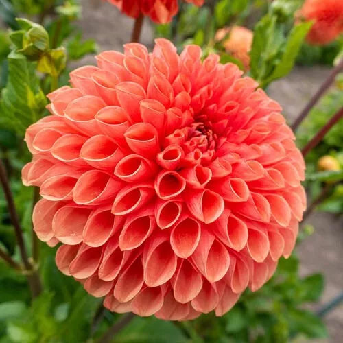 1 Jowey Linda Giant Ball Dahlia Bulb Tuber Clump Extra Large Blooms (5 - 6 Inch) Bulbs Plant