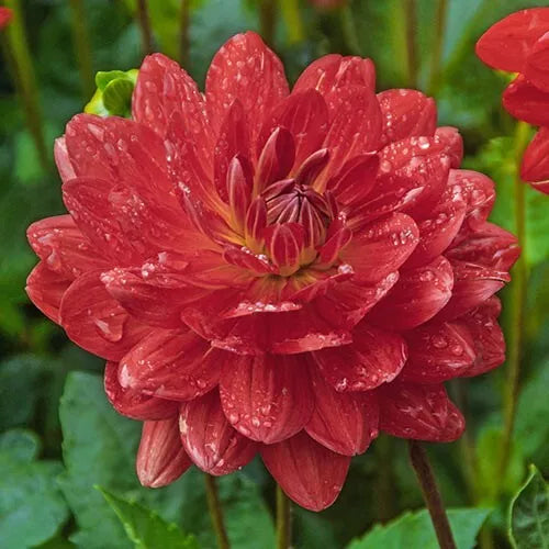 1 Amora Karma Dahlia Bulb Tuber Clump Bold Color Spring Shipping Bulbs Plant