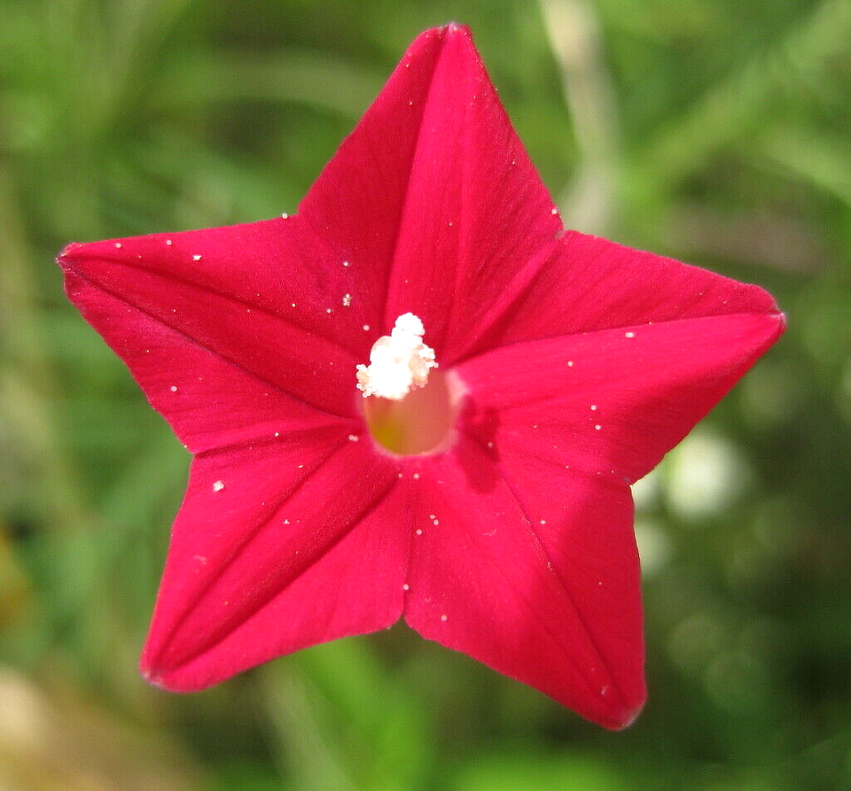 10 Cardinal Climber Flower Seeds | www.seedsplantworld.com