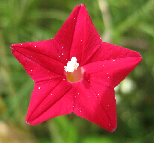 10 Cardinal Climber Flower Seeds | www.seedsplantworld.com