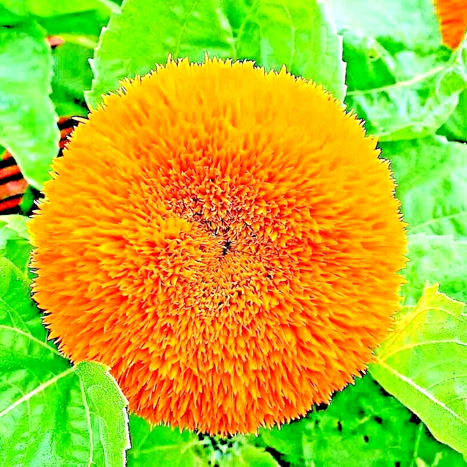 100 Striped Super Tall Sunflower Giant Rare Mammoth Butterflies Bees Flower Seeds | www.seedsplantworld.com