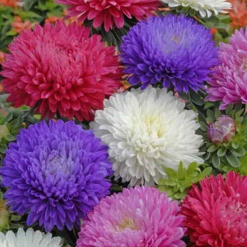 50 Ostrich Feather Mix Aster Seeds Flower Seeds | www.seedsplantworld.com