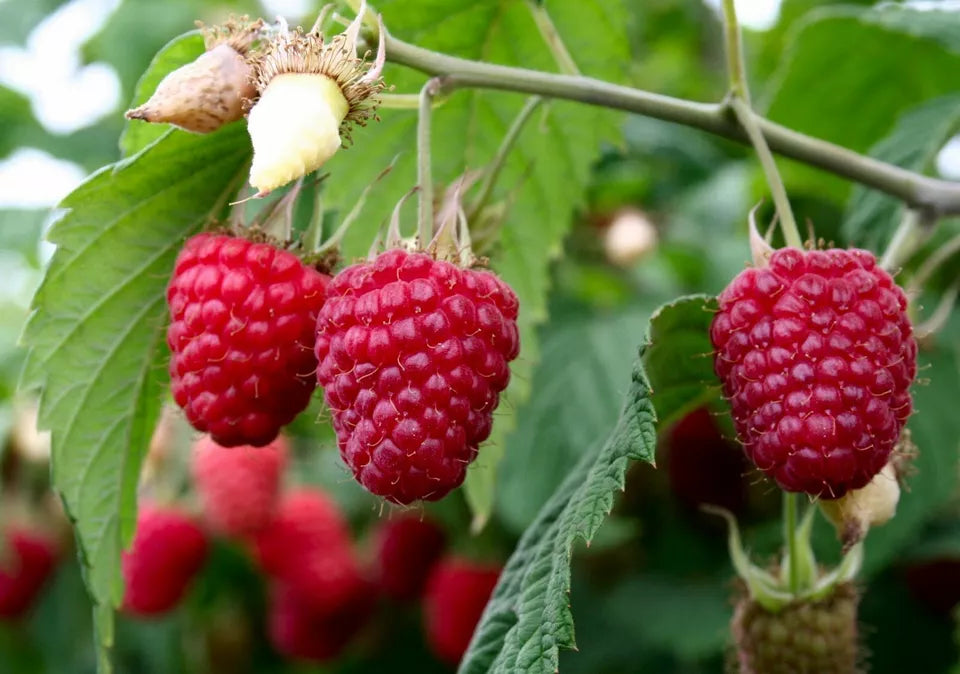 4 Raspberry Plants (4 Plants Natural Varieties) Non Gmo Fruit Plants