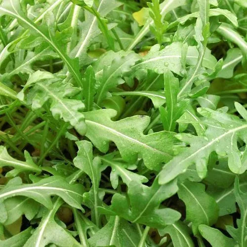 200 Sylvetta Arugula Seeds Heirloom Non-GMO Vegetable Seeds | www.seedsplantworld.com