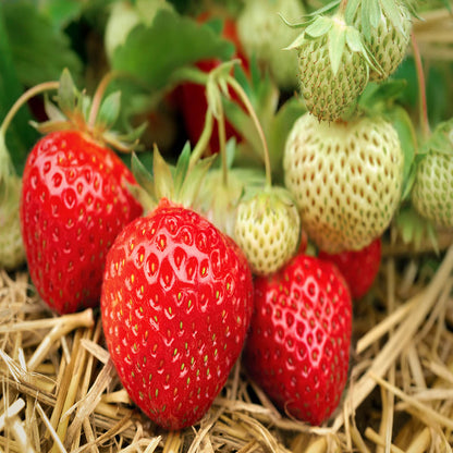 25 Fort Laramie Everbearing Strawberry Plants Non-Gmo Bare Root Plants