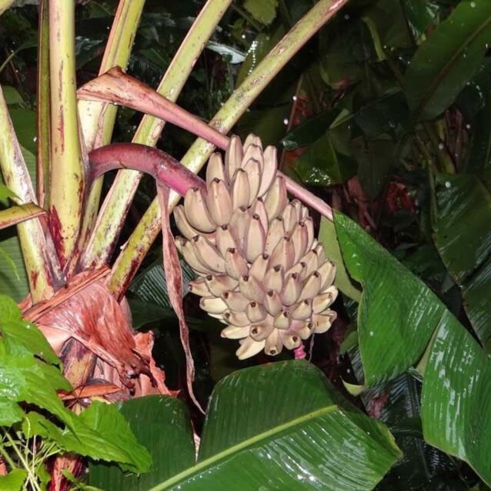 5 Musa Argentii Rare Hardy Banana Seeds For Planting | www.seedsplantworld.com