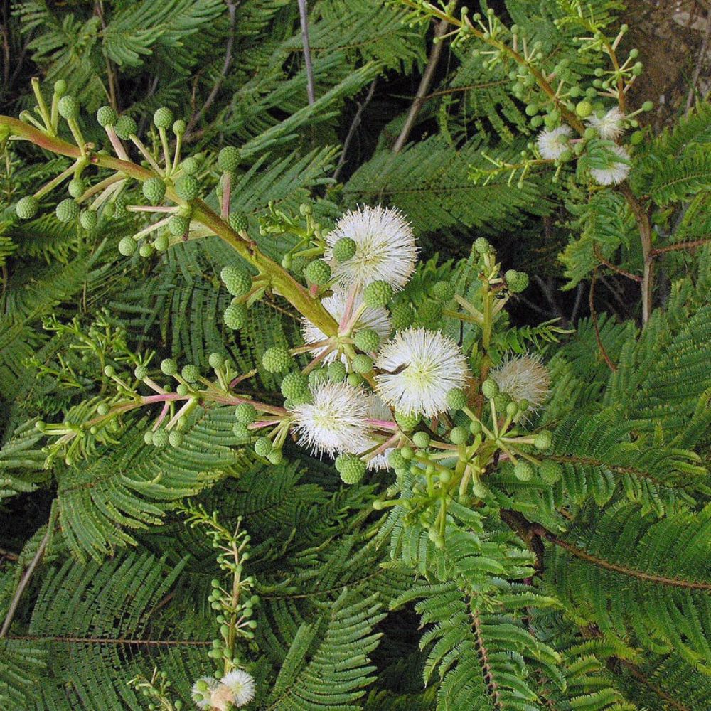 5 Acacia Angustissima Prairie Acacia Seeds For Planting | www.seedsplantworld.com