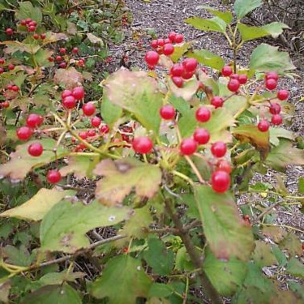 10 Viburnum Opulus European Cranberrybush Viburnum Seeds For Planting | www.seedsplantworld.com