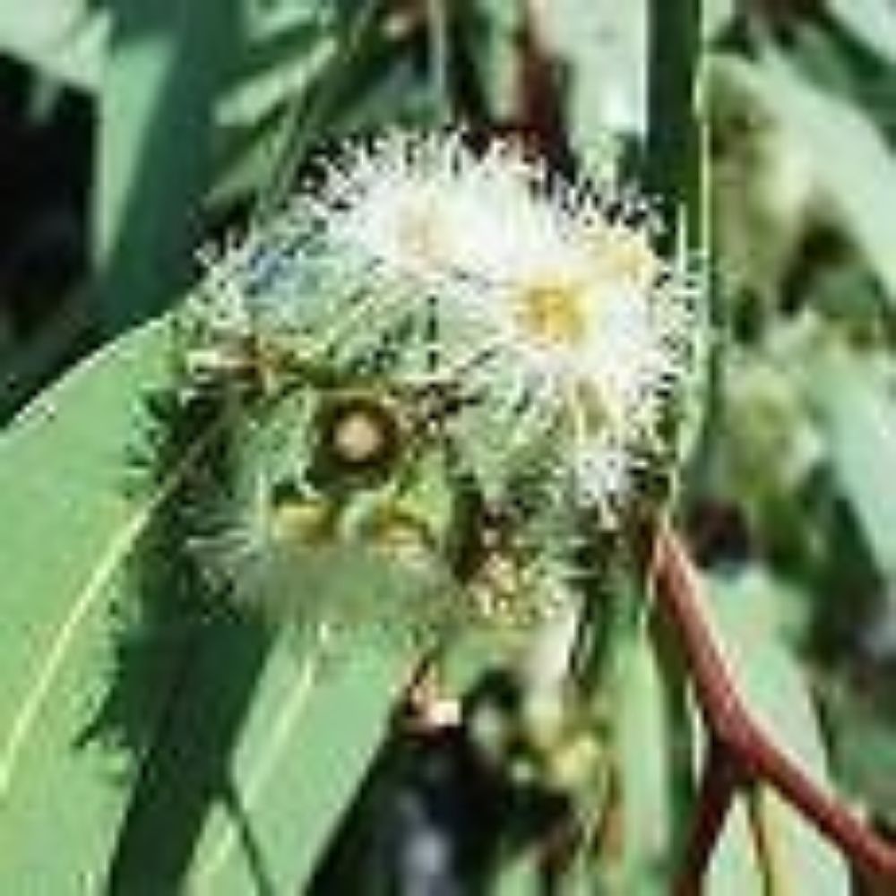 10 Eucalyptus Camaldulensis River Red Gum Seeds For Planting | www.seedsplantworld.com