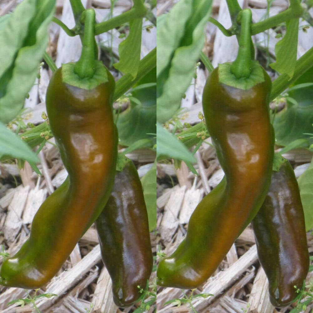 100 Rattlesnake Chili Pepper NuMex Chile Hatch Spicy Vegetable Seeds | www.seedsplantworld.com