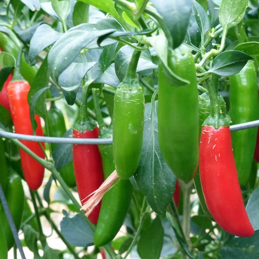 100 Serrano Hot Chili Pepper NON-GMO Salsa Pico de Gallo Vegetable Seeds | www.seedsplantworld.com