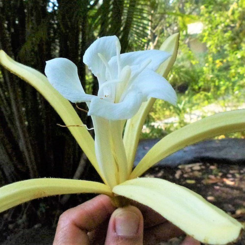 5 Pterospermum Acerifolium Dinnerplate Tree Seeds For Planting | www.seedsplantworld.com