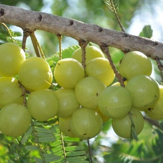 5 Phyllanthus Emblica India Gooseberry Seeds For Planting | www.seedsplantworld.com