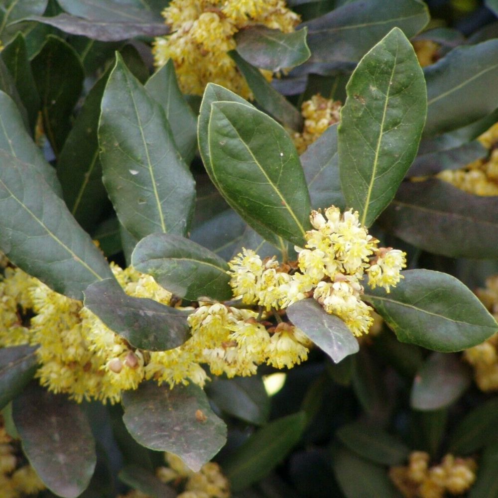 5 Laurus Nobilis Bay Laurel Seeds For Planting | www.seedsplantworld.com